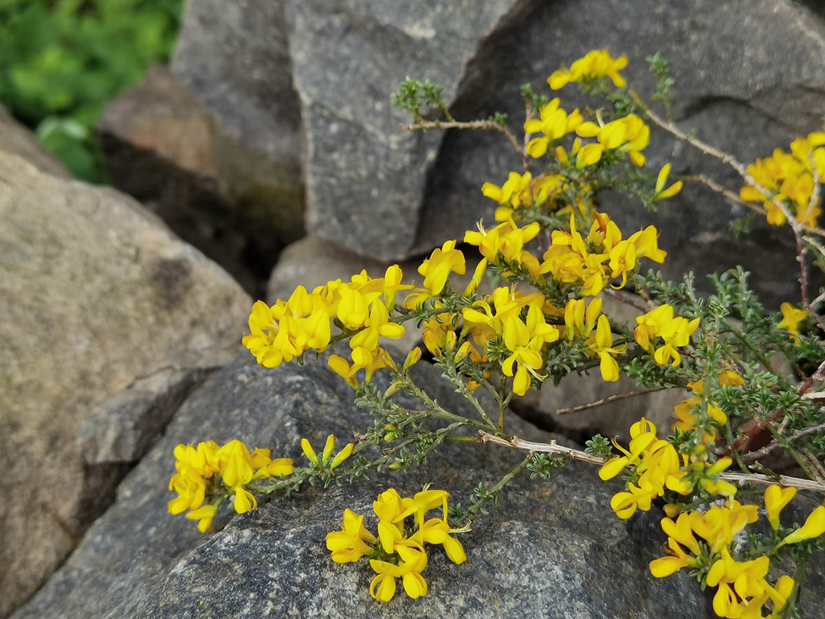 Anthyllis hermanniae 'Minor'